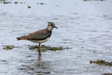 northern lapwing 
