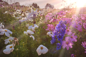 Blumen Feld im Sommer - Blumenwiese Sommer Hintergrund © S.H.exclusiv