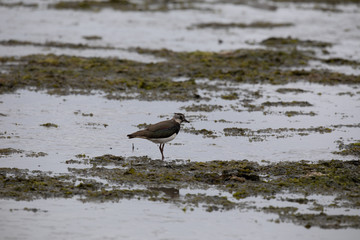 northern lapwing
