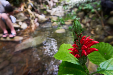 Jamaican wild Red Ginger Flower in the Jungle