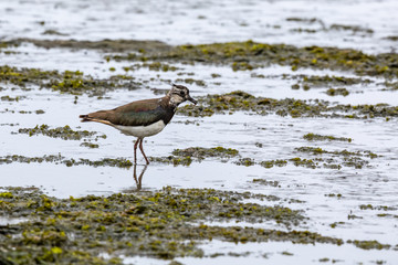 northern lapwing