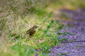 Yellowhammer