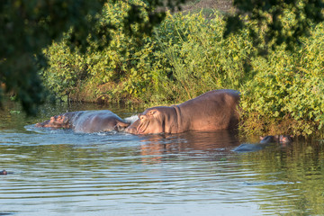 Several hippos in a river