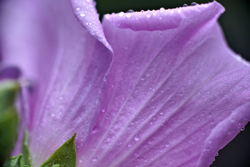 closeup super macro of lovely flower displaying intricate detail and color