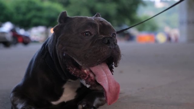 American bully dog with white spot sit on concrete and cooling down 