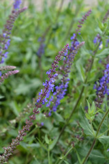 Obraz premium Meadow sage