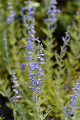 Lacey Blue Russian sage