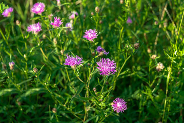 Cornflower meadow (Centaurea jacea) blooms in the meadow