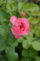 Leonardo da Vinci Rose
