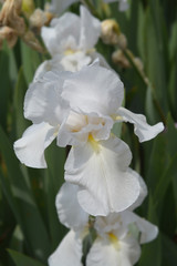 Tall bearded iris Ice Cream Castle