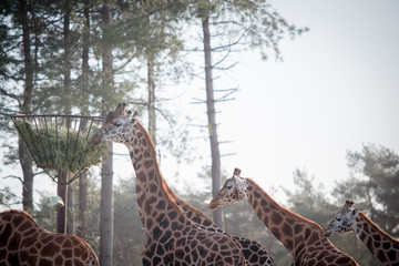 Fototapeta premium giraffes in the zoo