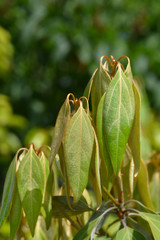 Laurel tree of Japan