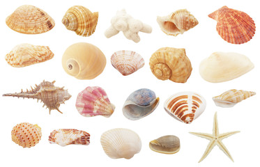 Different seashells, coral and starfish  isolated on white background - obrazy, fototapety, plakaty