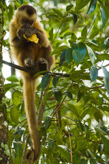 Macaco