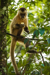 Fototapeta premium Macaco