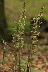 Fototapeta premium Violette Stendelwurz (Epipactis purpurata) mit bestäubender Wespe