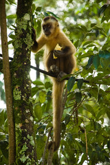 Macaco