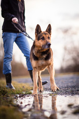 Master and her obedient (German shepherd) dog
