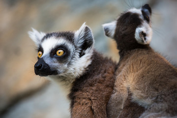 Lemur kata (Lemur catta)