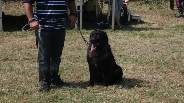 Medieval Serbian dog Silvan from Balkan Show off on grass
