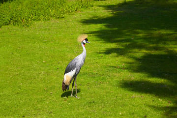 Beautiful crowned crane