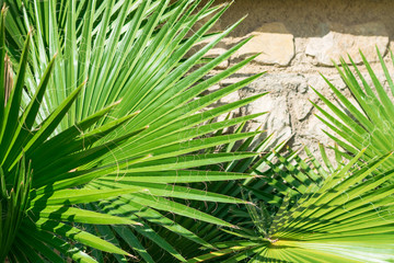 Palm tree leaves on a stone wall.