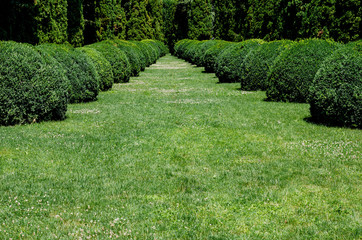 Botanical  public park with trees cut into different round shapes .