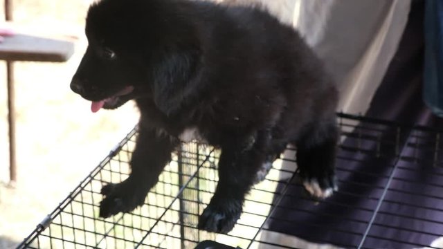 Medieval Serbian puppy Silvan sits on cage