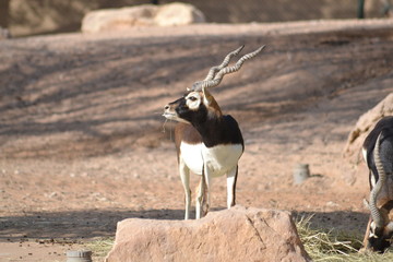 black and white deer