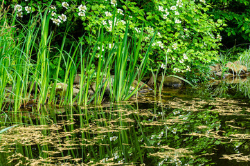  Oak earrings are floating on water surface of pond. Close-up. Magic pond resembles forest lake in wild. Shore of pond with large stones, with blooming white flowers of viburnum leaning toward water.