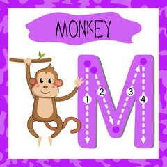 Letter M uppercase cute children colorful zoo and animals ABC alphabet tracing flashcard of funny Monkey for kids learning English vocabulary and handwriting 