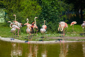 Beautiful famingos on the water