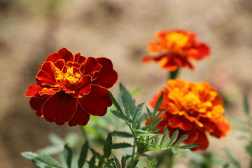 マリーゴールド