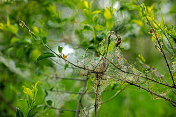 shrub attacked by the web moth bird-cherry ermine