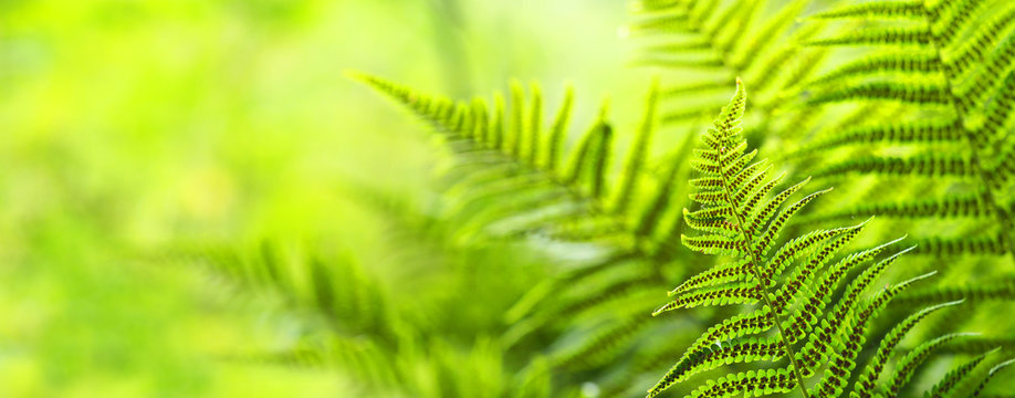 Beautiful ferns leaves, green foliage natural, floral fern background. Polypodiophyta, panoramic view, sunlight