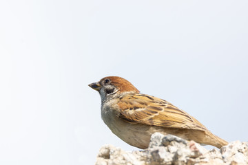 Sparrow in the bushes