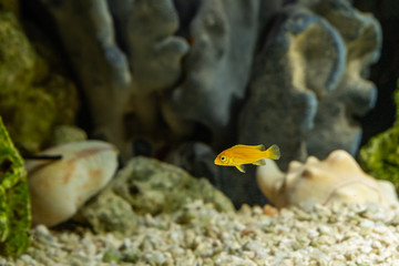 Fototapeta na wymiar Labidochromis caeruleus in the freshwater aquarium