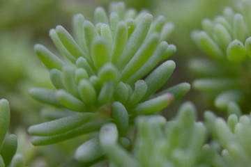 green flowers are very similar to algae