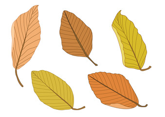 Colour brown dry leaf paint on white background illustration vector