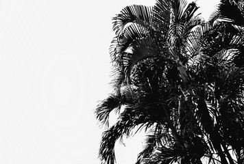 Silhouette of tree in nature isolated with background.