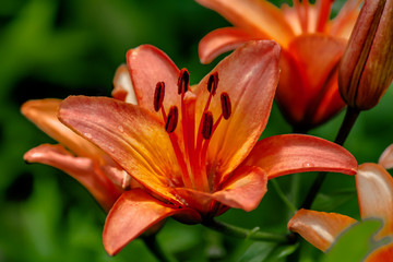 Flowers of red Lily, close-up 