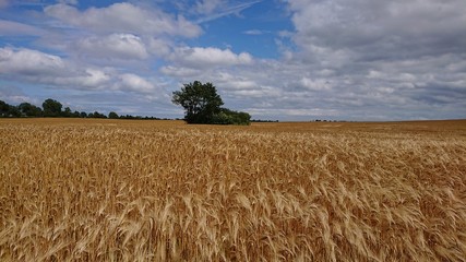 gold-gelbes Getreidefeld mit weiß-blauem Himmel, 