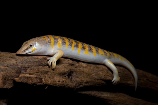 Sandfish Skink