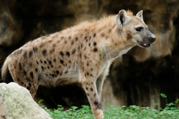 Hyena