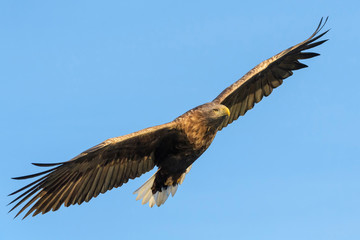 White-tailed sea eagle (Haliaeetus albicilla) flying against blue sky, Norway.