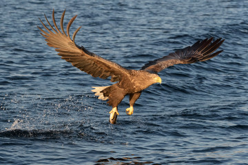 White-tailed sea eagle (Haliaeetus albicilla) in flight, hunting and catching fish, Flatanger, Norway