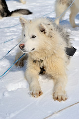 Husky Puppy lying down in snow