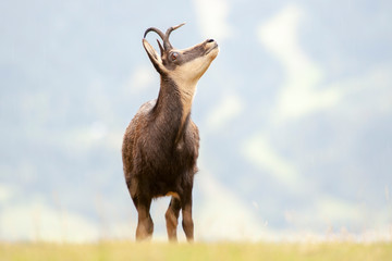 Chamois (Rupicapra rupicapra) standing in meadow, looking up, Chamonix, Haute Savoie, France.