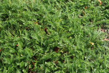 Milfoil leaves background 