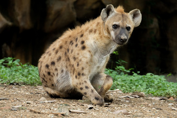 Hyena
